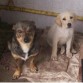Uma y Pinocho